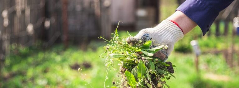 clm man grabbing weeds header