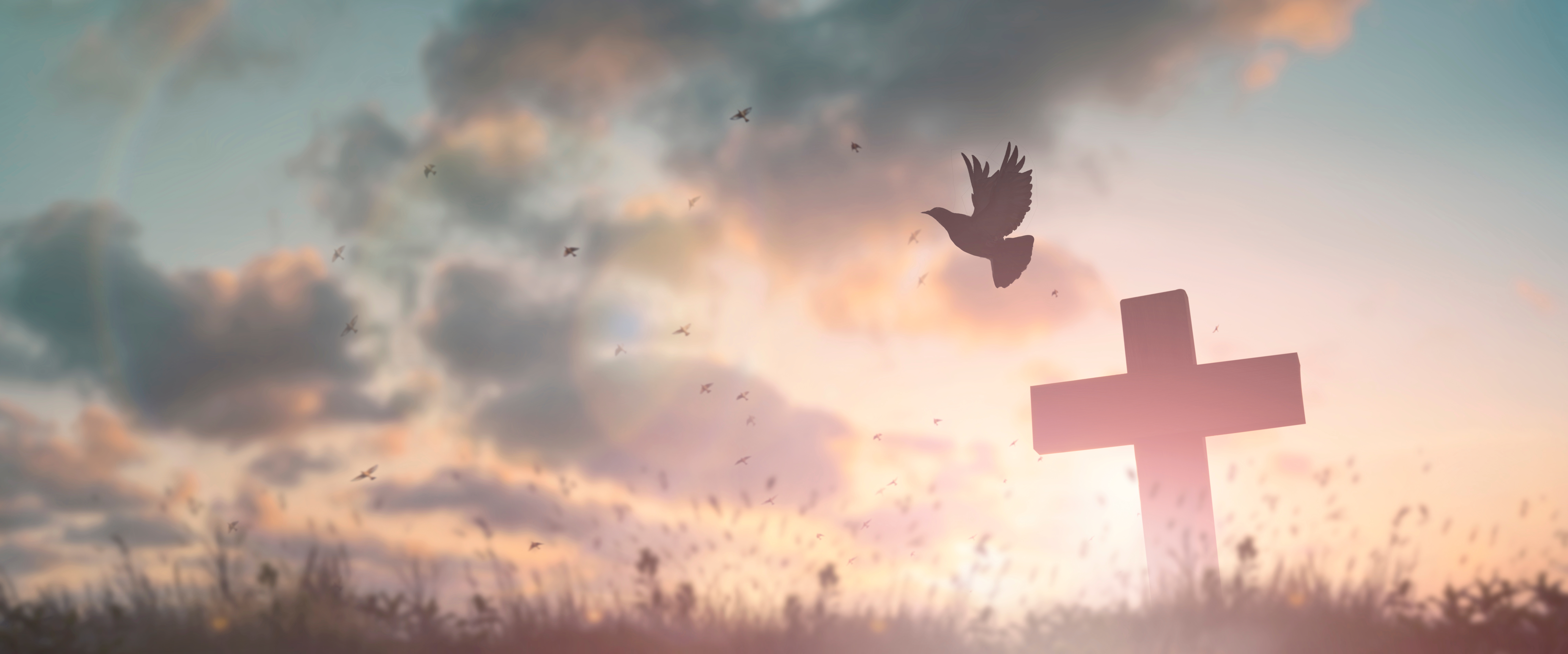 dove flying through the sky